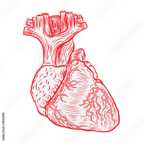 Heart hand drawn isolated on a white background. Hand drawn anatomical flesh tattoo human heart with detailed veins. Vector.