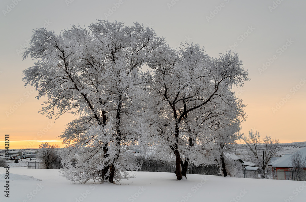 Two white, snow-covered trees on a frosty evening outside the city Two white, snow-covered trees on a frosty evening outside the city