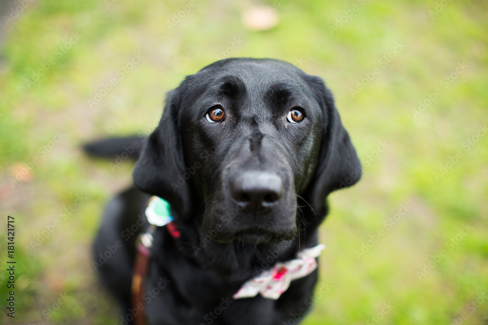 Cute Black Labrador Dog portrait
