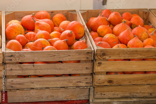 female farmer selling pumpkins