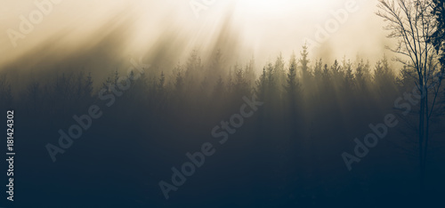 spruce in fog