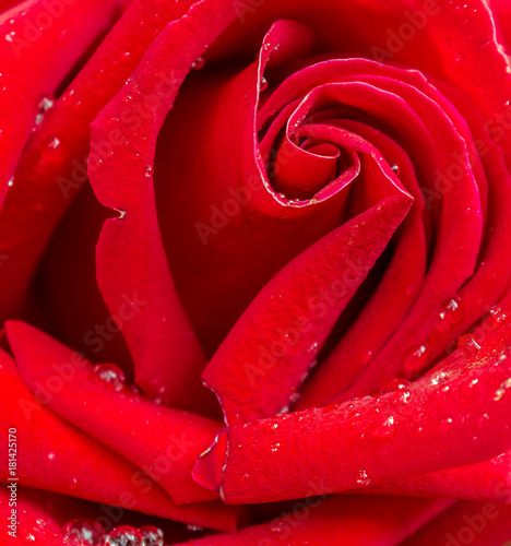 Red rose pattern close up.  Red rose with dew on petals in valentine day with love.   