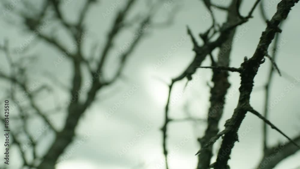 Close up of a thorn tree during a cloudy winter sky as camera pans across Close up of a thorn tree during a cloudy winter sky as camera pans across