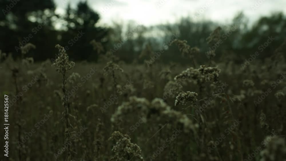 Long grassy white flower field moves in the wind as a camera tracks along side it Long grassy white flower field moves in the wind as a camera tracks along side it