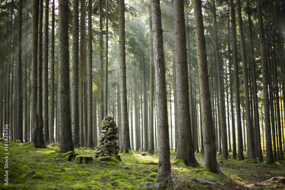 Fototapeta premium foggy forest with mohil