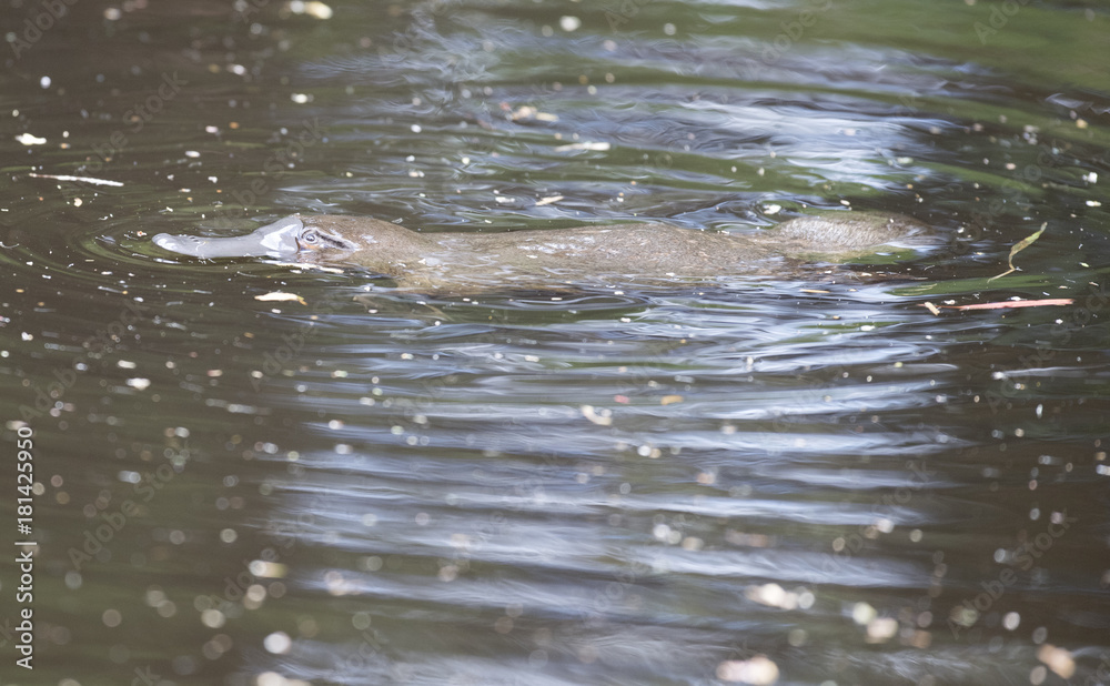Obraz premium Platypus swimming in a Tasmanian river.