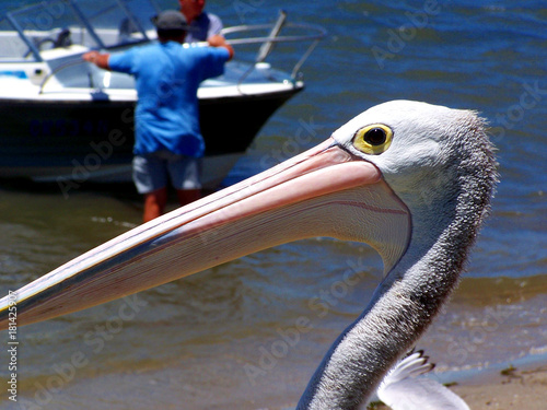 Pelican stares photo