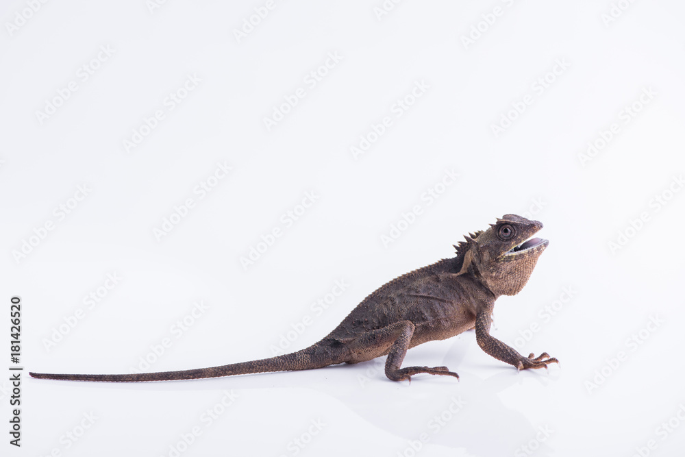 Naklejka premium Scale-Bellied Tree Lizard on white background , Lizard of Thailand