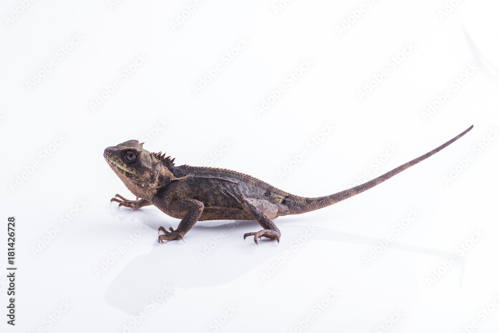 Fototapeta premium Scale-Bellied Tree Lizard on white background , Lizard of Thailand