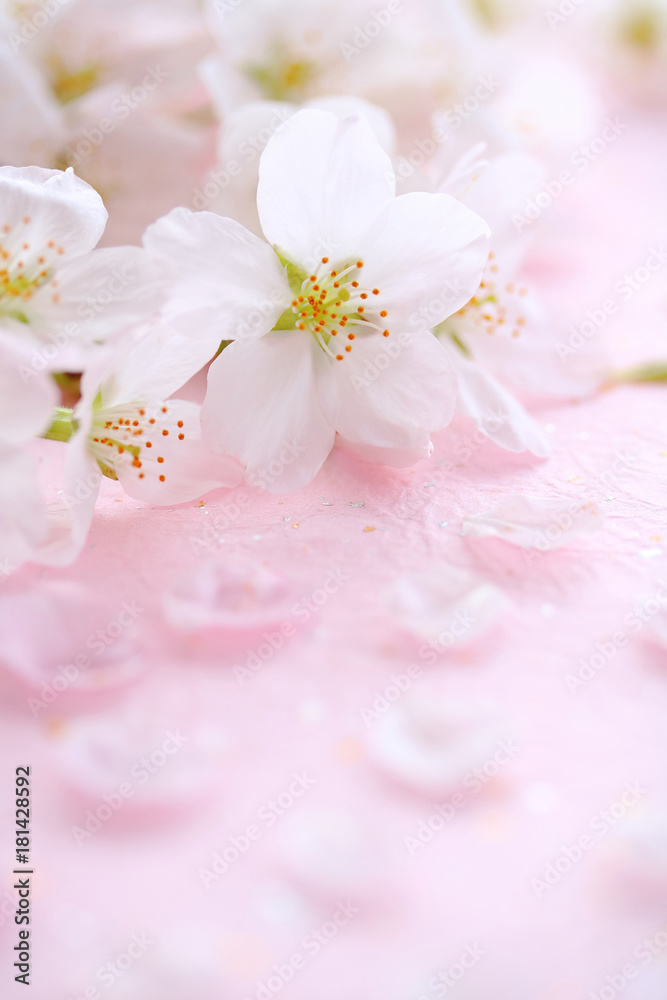 桜の花　ピンクの和紙背景