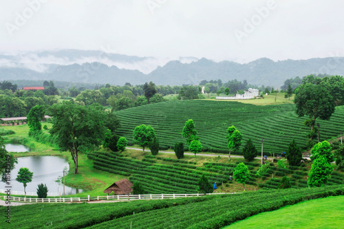 Nature on tea farm.