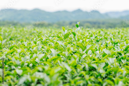 tea on field with the freshness.