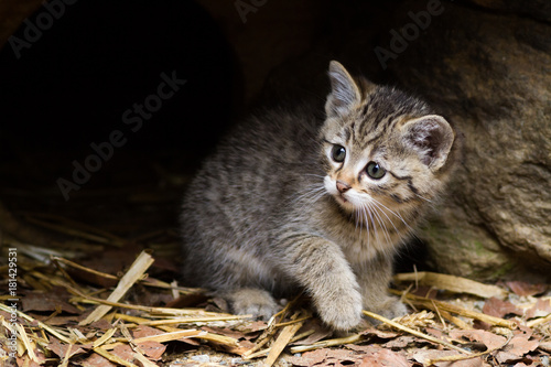 wild cat kittern photo