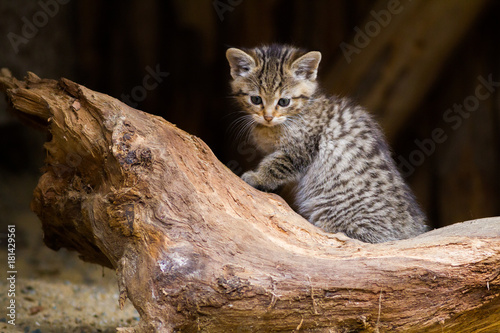 Sticker wild cat kitten