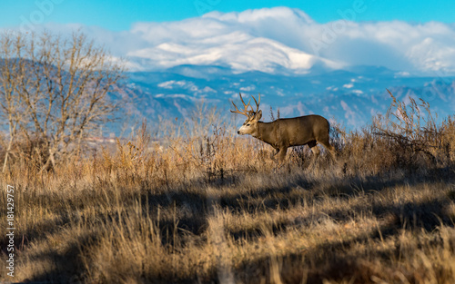 A Mule Deer Buck Walking in a Field with Mountains in the Background