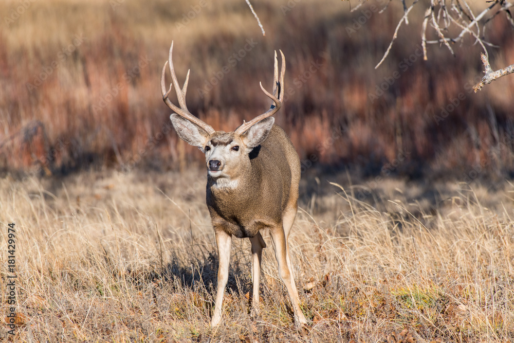 Obraz premium A Mule Deer Buck in Colorado