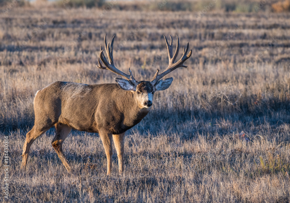 A Very Large Mule Deer Buck with Huge Antlers in Colorado During Fall A Very Large Mule Deer Buck with Huge Antlers in Colorado During Fall