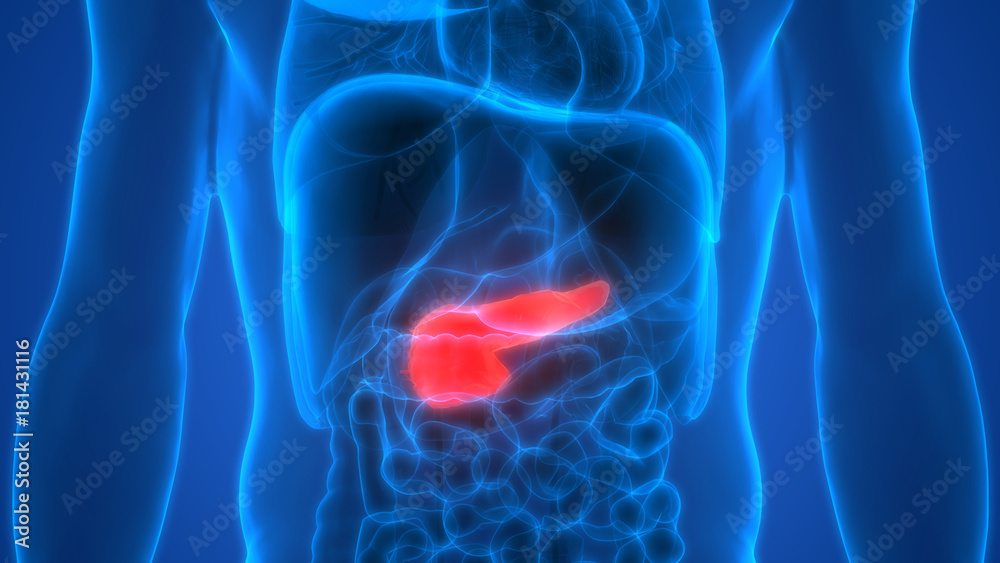 Human Body Organs Anatomy (Pancreas) Stock Illustration Biology Diagrams