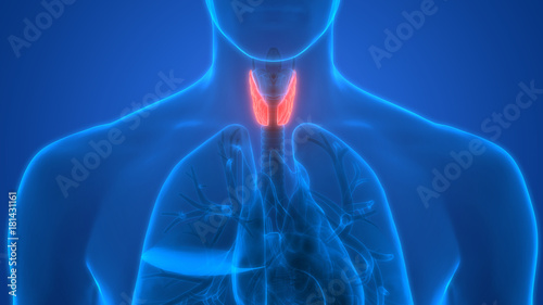 Human Body Glands Anatomy (Lobes of Thyroid Gland)