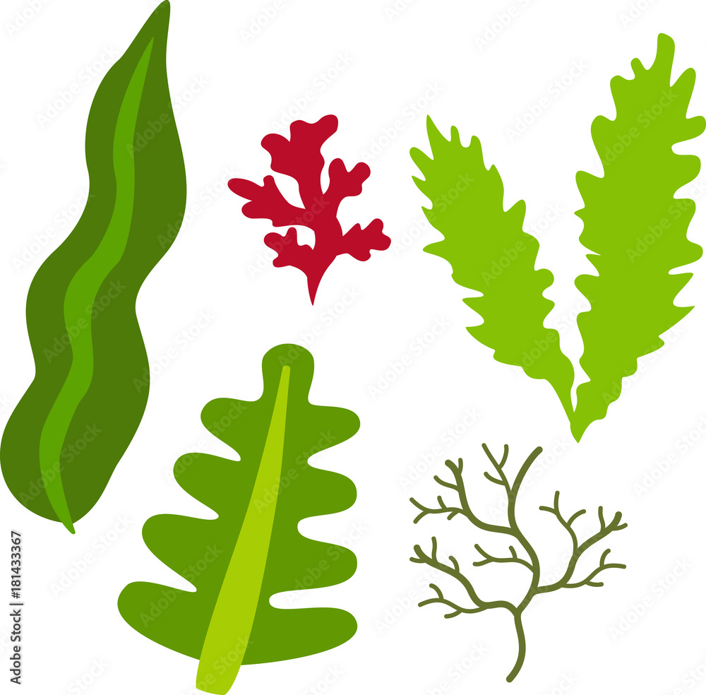 海藻のイラストセット Stock ベクター Adobe Stock