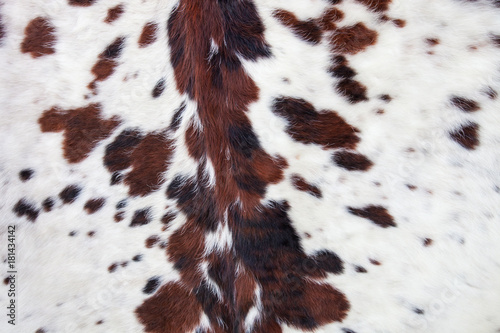 Longhorn white cowhide with black and brown spots/ Fur background photo