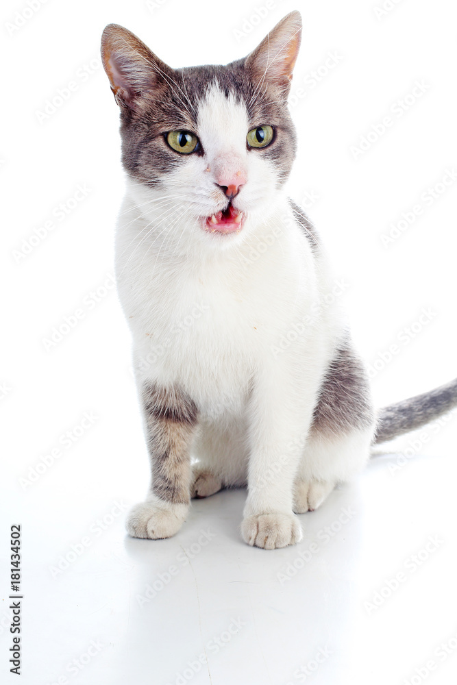 Domestic cat on isolated white background. Cat wanting food. Trained cat. Animal mammal pet. Beautiful grey white cat young kitten on isolated white studio photo background. Cat with beautiful eyes Domestic cat on isolated white background. Cat wanting food. Trained cat. Animal mammal pet. Beautiful grey white cat young kitten on isolated white studio photo background. Cat with beautiful eyes
