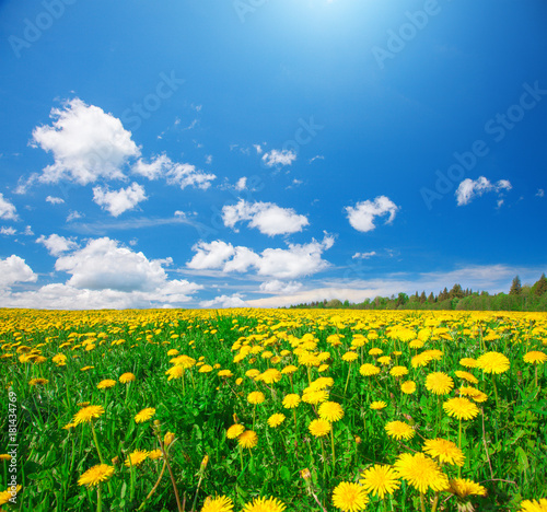 Yellow flowers field under blue cloudy sky