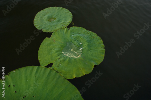 Lily