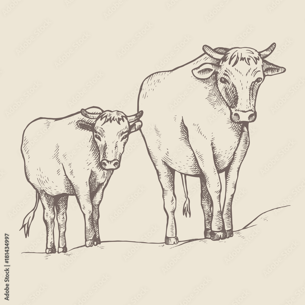 Fototapeta premium Cow and a calf walk along the road