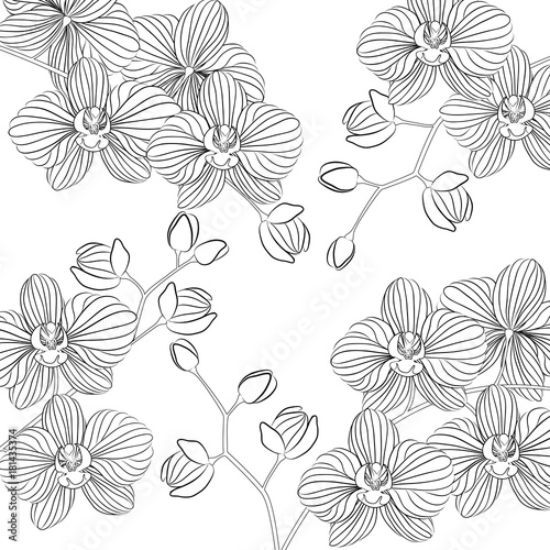 Vector illustration. Beautiful Phalaenopsis Orchid in a  flower pot. Black and white pattern can be used for coloring.