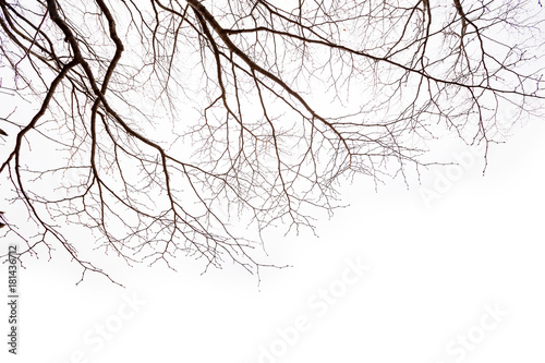 tree branches without leaf