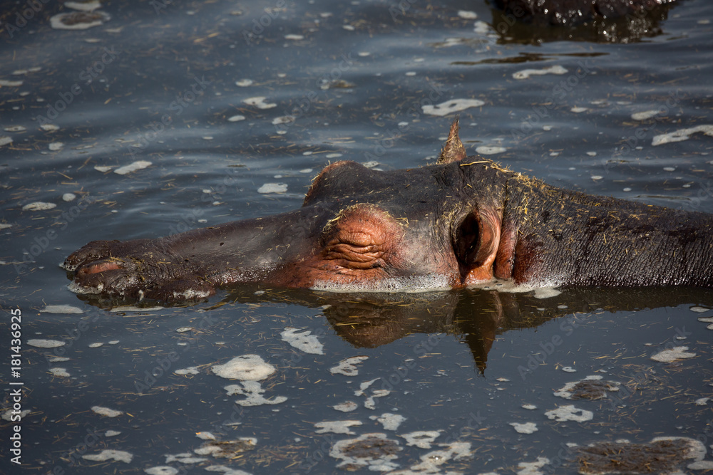 Fototapeta premium Flusspferd (Hippopotamus amphibius)