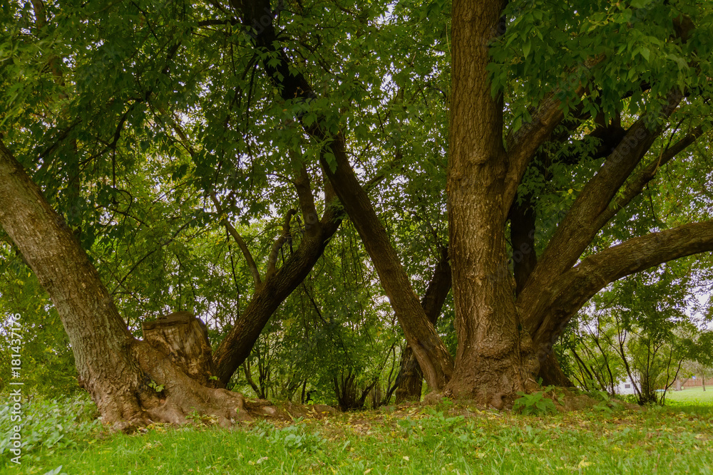 Green Crooked Trees in the Park Green Crooked Trees in the Park