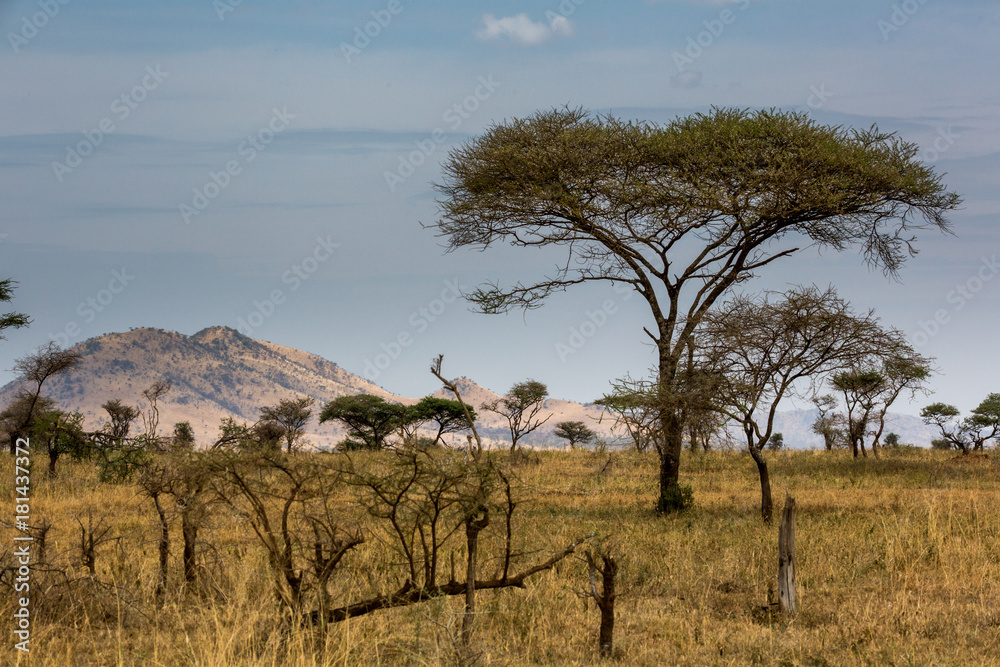 Die Wildnis von Tansania - Afrika