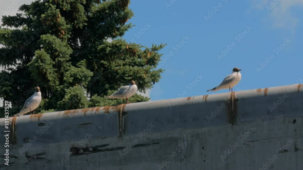 Group of seagulls standing on concrete pier. Nature concept Group of seagulls standing on concrete pier. Nature concept