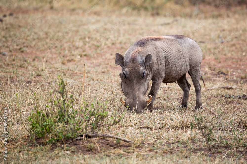 Warzenschwein (Phacochoerus africanus) Warzenschwein (Phacochoerus africanus)