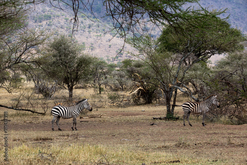 Zebra  Equus quagga 