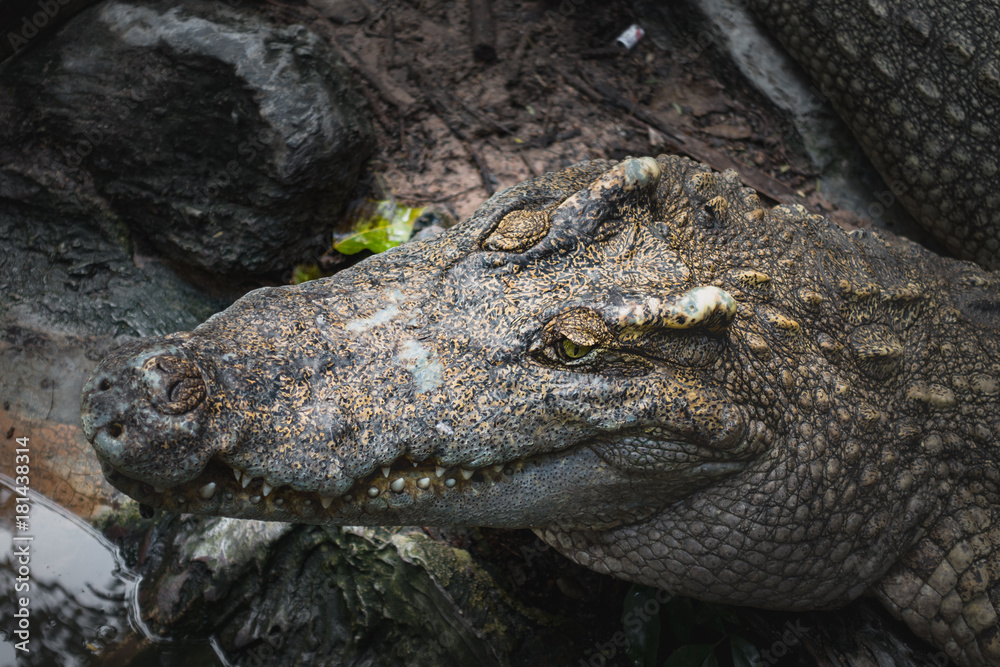 Fototapeta premium crocodile big head resting in the ground and focus at eyes, can use as background