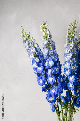 Leinwand Poster Blue delphinium flower with green leaves on light gray background