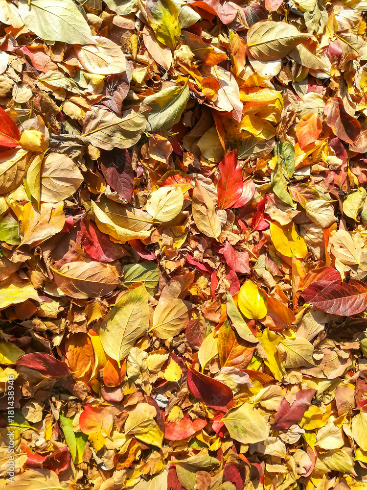 Carpet of autumn leaves in many colors