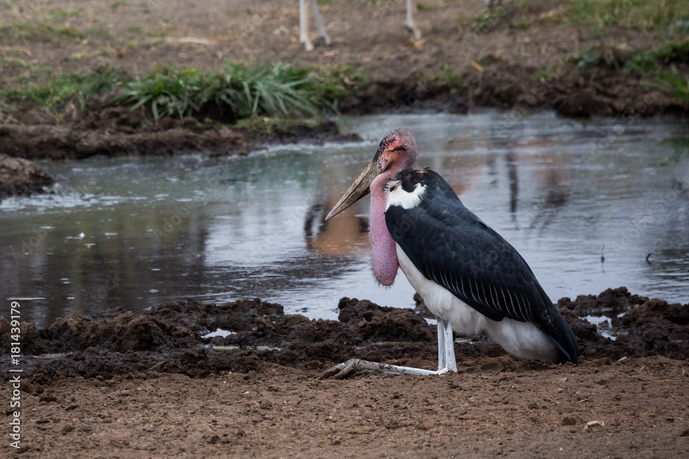 Obraz premium Marabu (Leptoptilos crumeniferus)