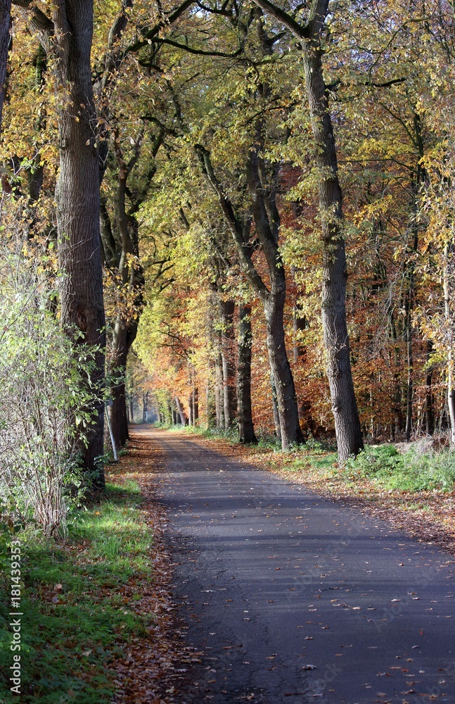 Fototapeta premium Straße im sonnigen Herbstwald