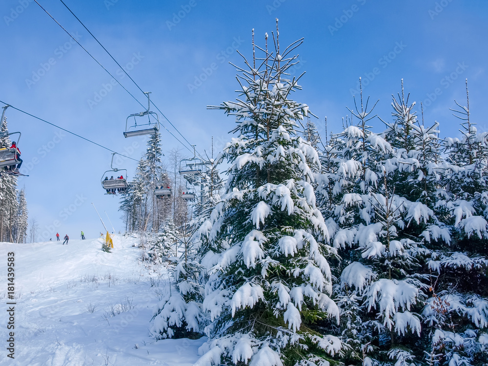 Obraz premium Spruce trees beside of chairlift and ski piste