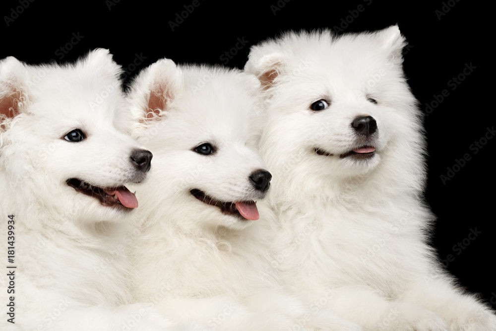 Close up Three Funny White Samoyed Puppies friendly Lying together isolated on Black background, front view