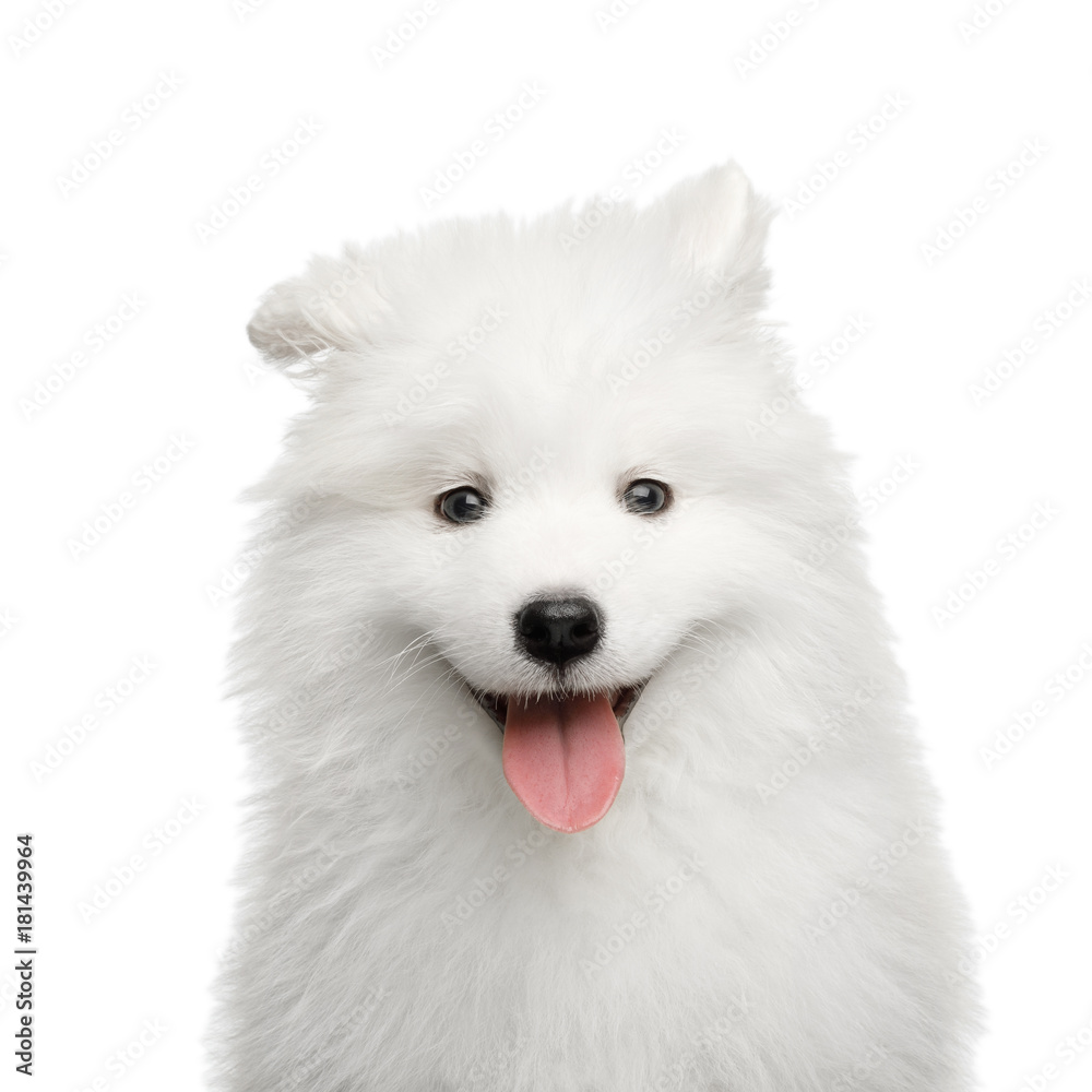 Portrait of Happy Samoyed Puppy isolated on White background, front view