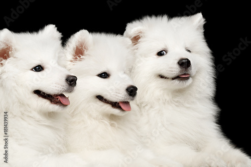Close up Three Funny White Samoyed Puppies friendly Lying together isolated on Black background, front view © seregraff