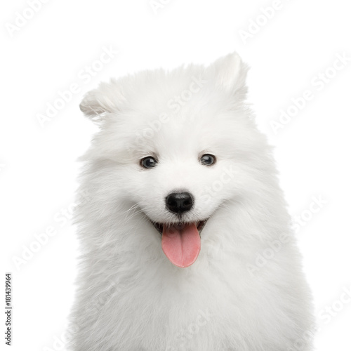 Fototapeta Naklejka Na Ścianę i Meble -  Portrait of Happy Samoyed Puppy isolated on White background, front view