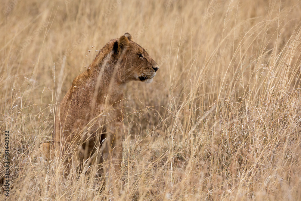Löwe (Panthera leo) Löwe (Panthera leo)