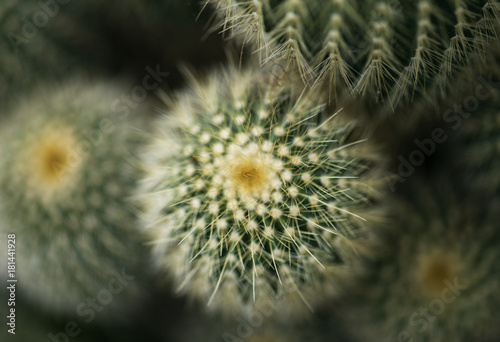 Close up image of a cactus