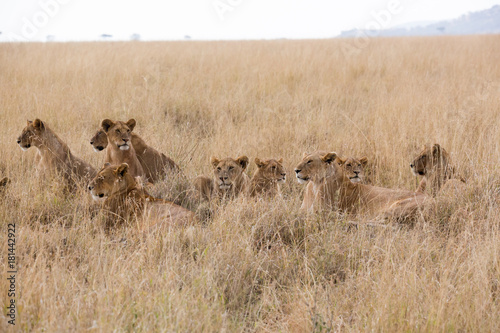 Fototapeta Naklejka Na Ścianę i Meble -  Löwe (Panthera leo)
